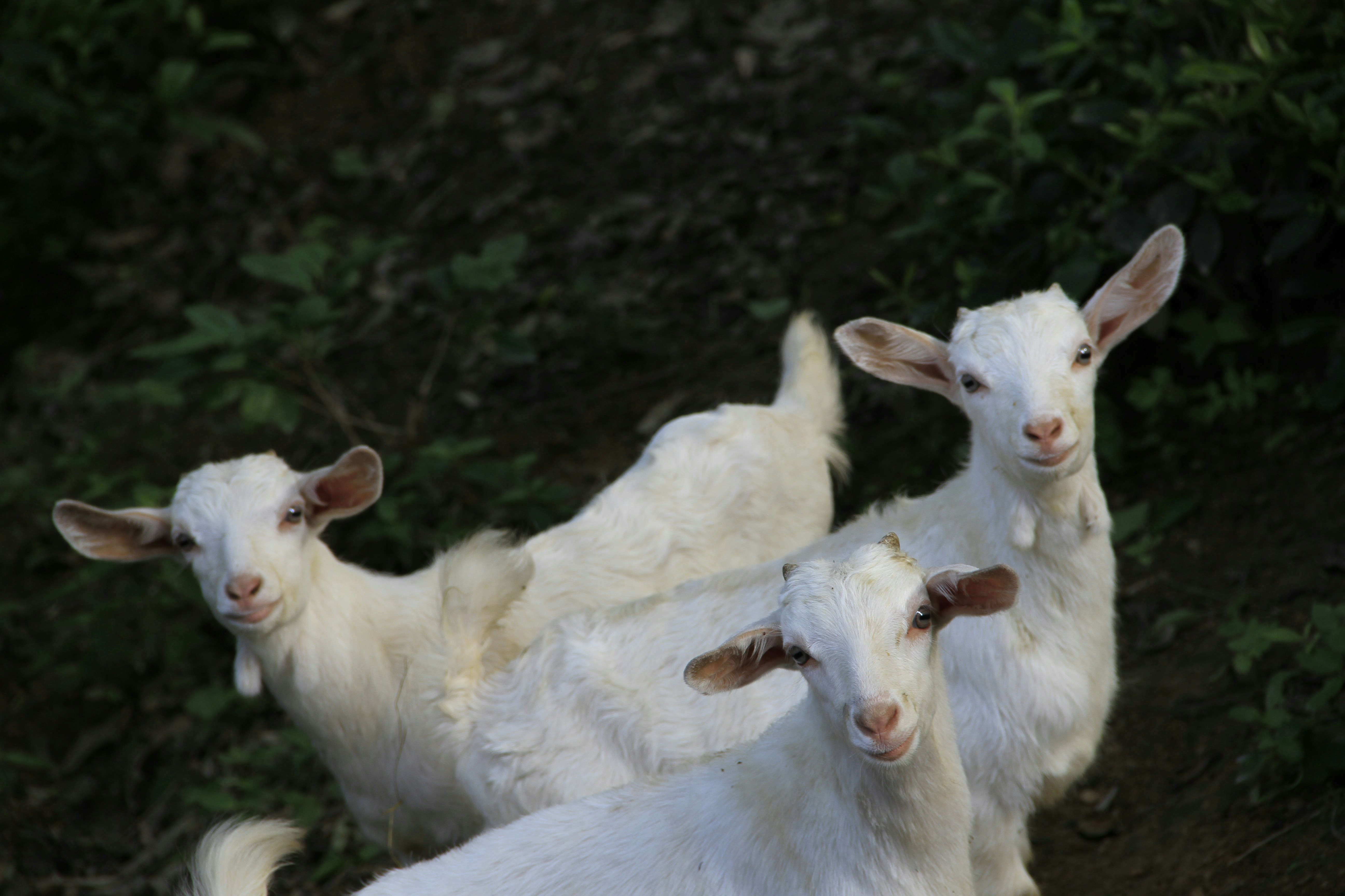 Qurbani donation campaign image